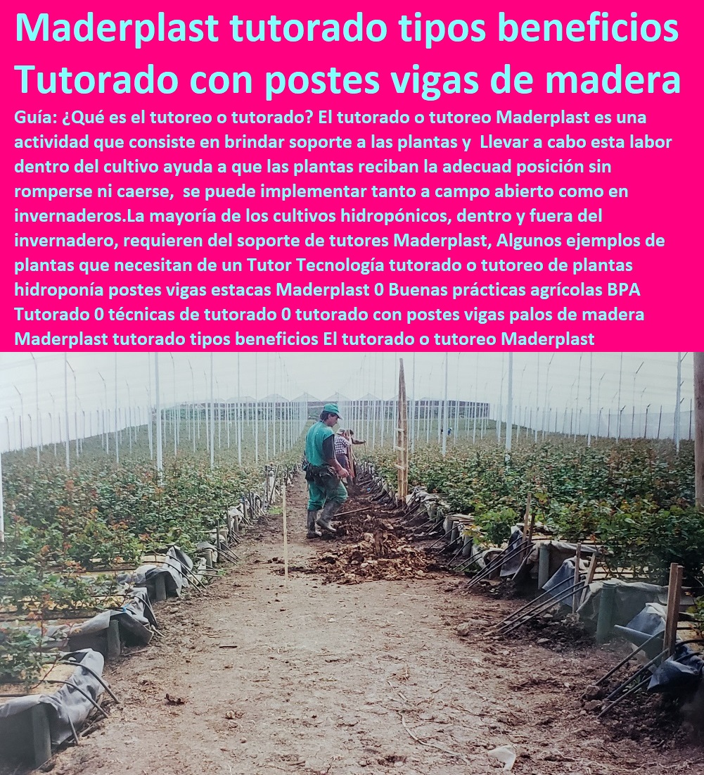 Tecnología tutorado o tutoreo de plantas hidroponía postes vigas estacas Maderplast 0 Buenas prácticas agrícolas BPA Tutorado 0 técnicas de tutorado 0 CULTIVOS TECNIFICADOS, INVERNADEROS, Semilleros, Bancos De Siembra, Hidroponía, Agricultura, Cosecha, Poscosecha, Tutores para Flores cable via Bananas Aromáticas, tutorado con postes vigas palos de madera Maderplast tutorado tipos beneficios Tecnología tutorado o tutoreo de plantas hidroponía postes vigas estacas Maderplast 0 Buenas prácticas agrícolas BPA Tutorado 0 técnicas de tutorado 0 tutorado con postes vigas palos de madera Maderplast tutorado tipos beneficios